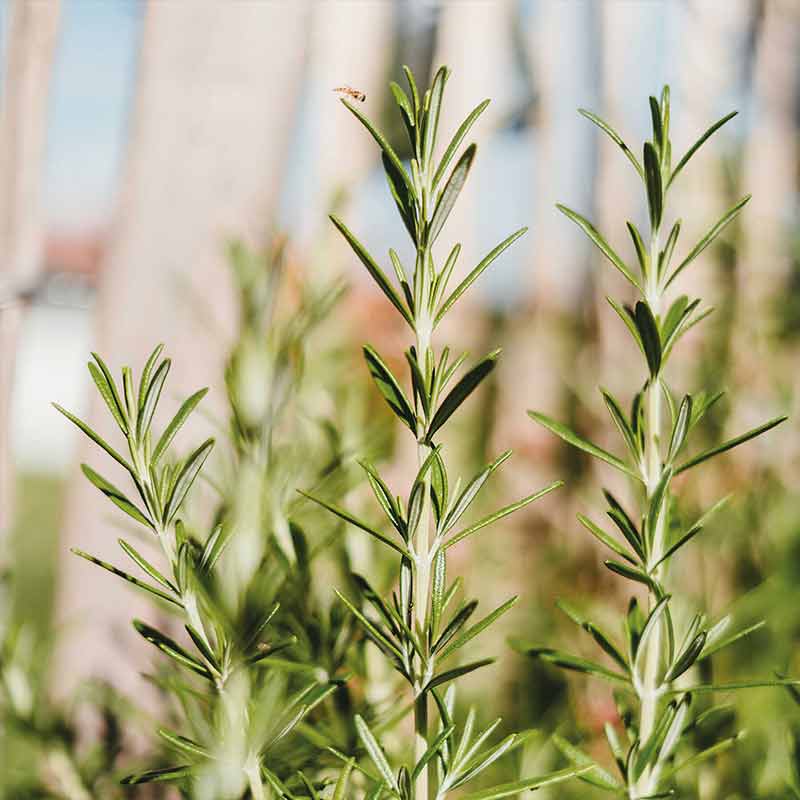 les familles olfactives