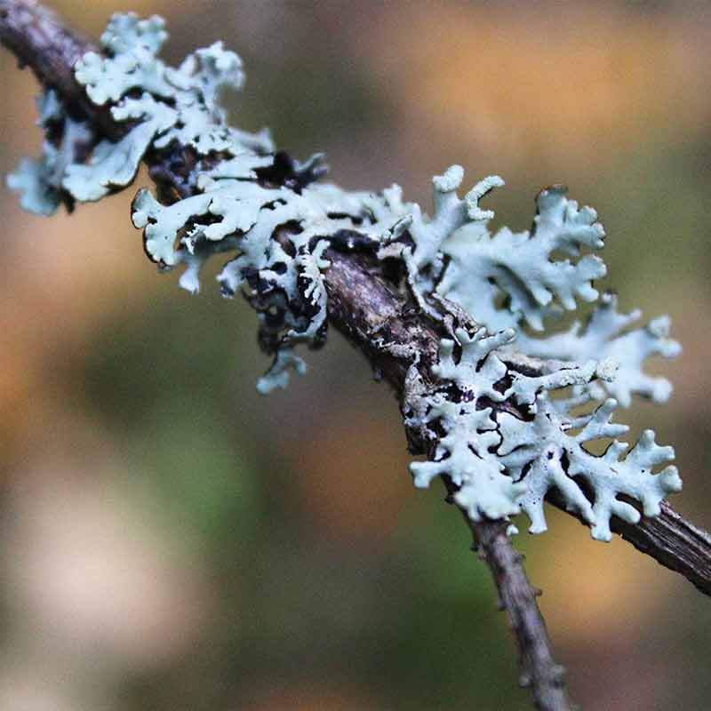 la famille olfactive des chypres